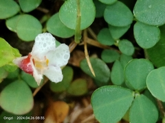 Torenia polygonoides (Torenia polygonoides)