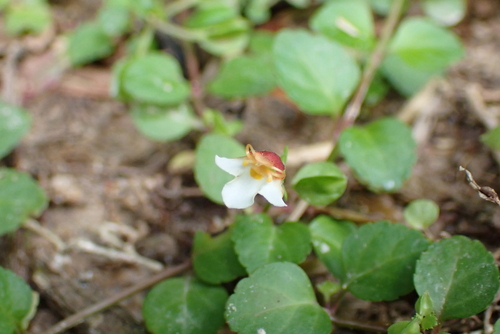 Torenia polygonoides (Torenia polygonoides)
