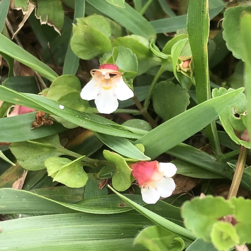 Torenia polygonoides (Torenia polygonoides)