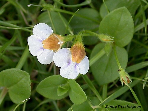 Torenia polygonoides: Pattaya Chonburi Thailand Abundant in Lawns