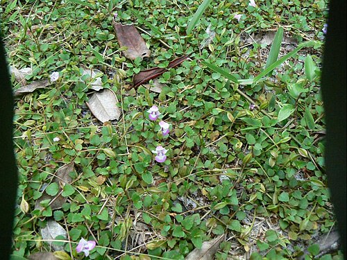 Torenia stolonifera: SCROPHULARIACEAE, TORENIA STOLONIFERA Boj. ex Benth., JBB 0