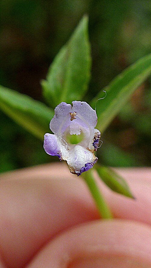 Torenia thouarsii: Torenia thouarsii (Cham. & Schltdl.) Kuntze, Linderniaceae, Atlantic forest, northeastern Bahia, Brazil Prostrate herb. Aquatic environment.
