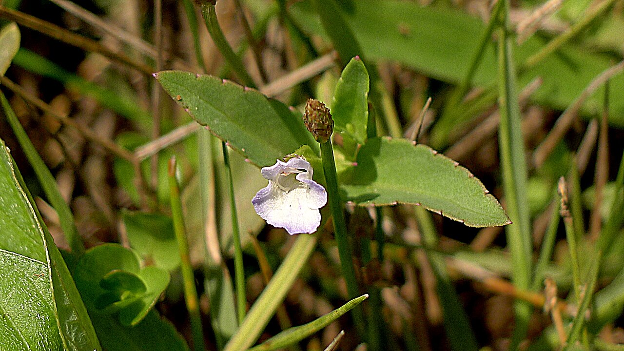 Torenia thouarsii: Torenia thouarsii (Cham. & Schltdl.) Kuntze, Linderniaceae, Atlantic forest, northeastern Bahia, Brazil Prostrate herb. Aquatic environment.