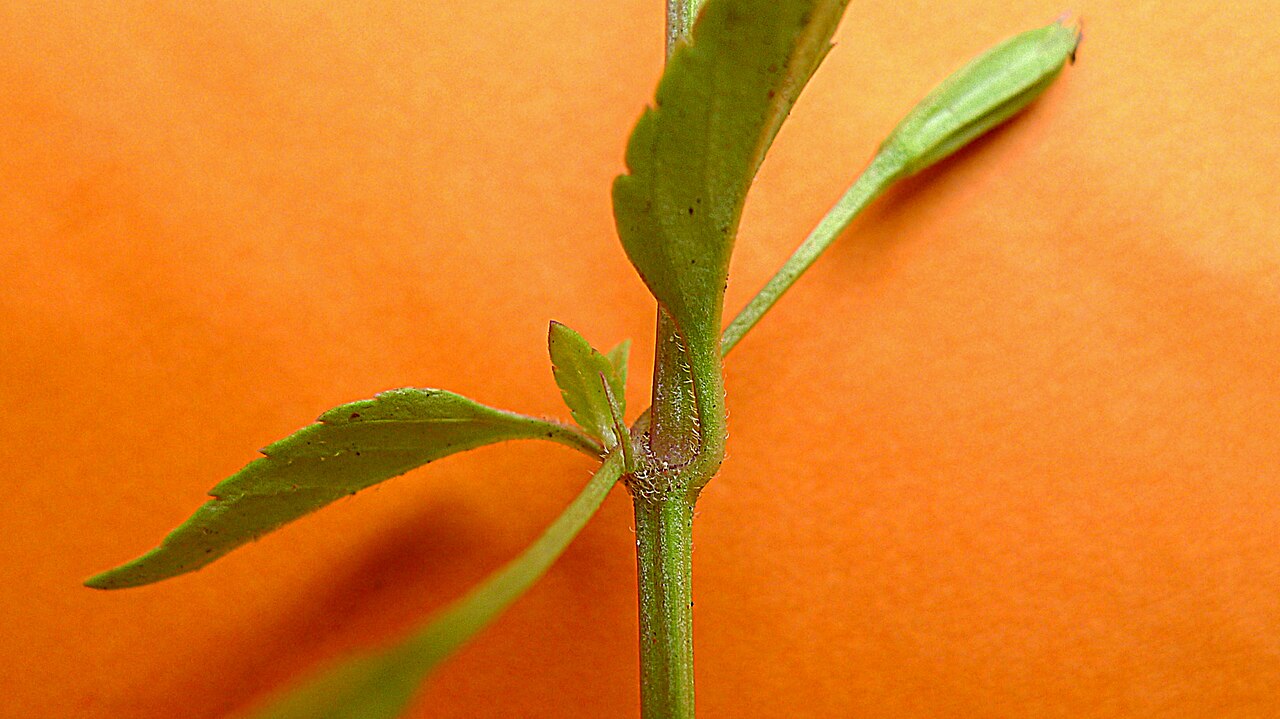 Torenia thouarsii: Torenia thouarsii (Cham. & Schltdl.) Kuntze, Linderniaceae, Atlantic forest, northeastern Bahia, Brazil Prostrate herb. Aquatic environment.