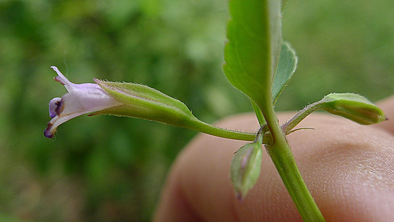 Torenia thouarsii: Torenia thouarsii (Cham. & Schltdl.) Kuntze, Linderniaceae, Atlantic forest, northeastern Bahia, Brazil Prostrate herb. Aquatic environment.