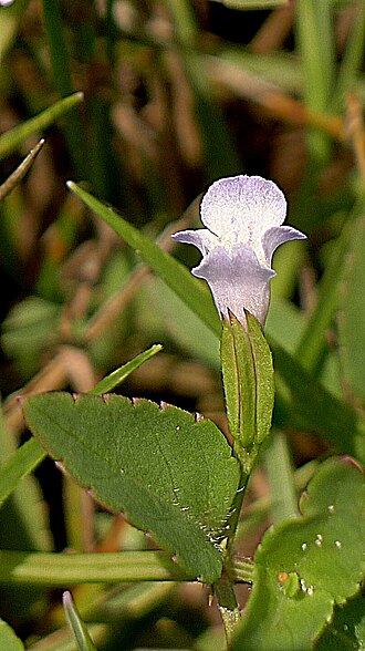 Torenia thouarsii: Torenia thouarsii (Cham. & Schltdl.) Kuntze, Linderniaceae, Atlantic forest, northeastern Bahia, Brazil Prostrate herb. Aquatic environment.