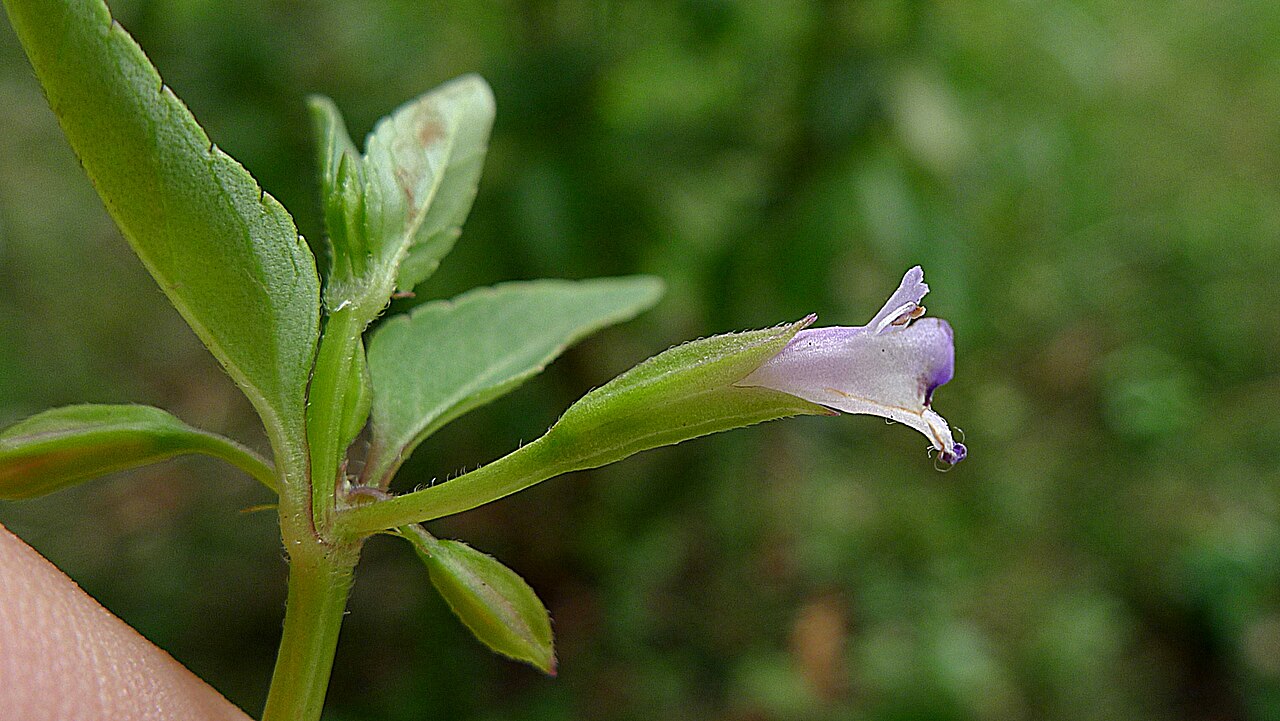 Torenia thouarsii: Torenia thouarsii (Cham. & Schltdl.) Kuntze, Linderniaceae, Atlantic forest, northeastern Bahia, Brazil Prostrate herb. Aquatic environment.
