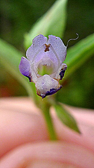 Torenia thouarsii: Torenia thouarsii (Cham. & Schltdl.) Kuntze, Linderniaceae, Atlantic forest, northeastern Bahia, Brazil Prostrate herb. Aquatic environment.
