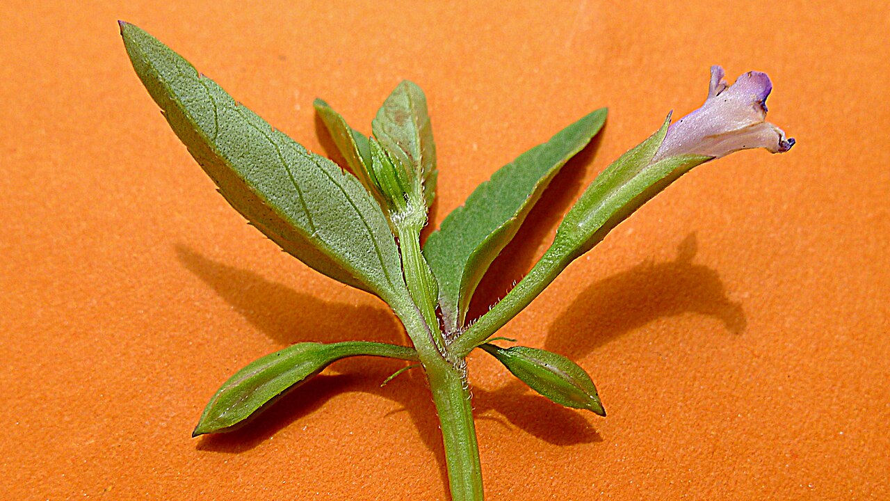 Torenia thouarsii: Torenia thouarsii (Cham. & Schltdl.) Kuntze, Linderniaceae, Atlantic forest, northeastern Bahia, Brazil Prostrate herb. Aquatic environment.