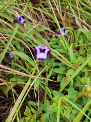 Torenia travancorica (Torenia travancorica)