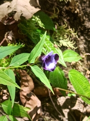 Torenia travancorica (Torenia travancorica)