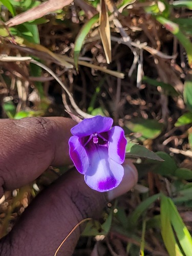 Torenia travancorica (Torenia travancorica)