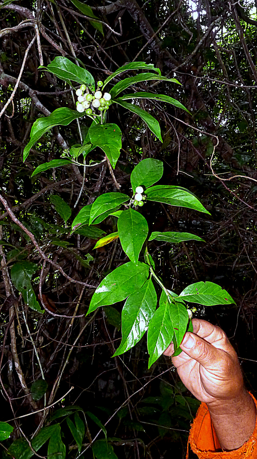 Niguita: Tournefortia bicolor Sw.