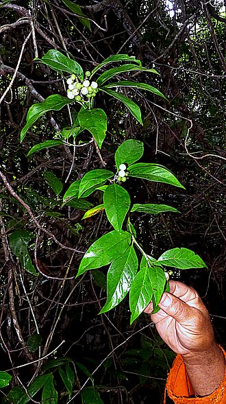 Niguita: Tournefortia bicolor Sw.