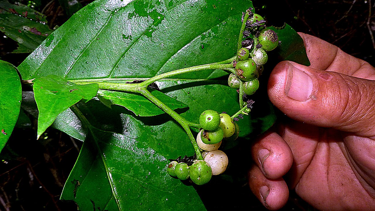 Niguita: Tournefortia bicolor Sw.