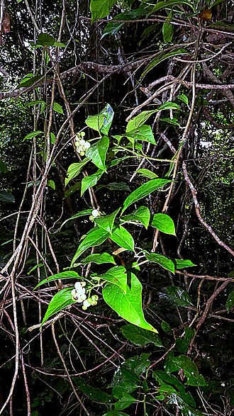 Niguita: Tournefortia bicolor Sw.