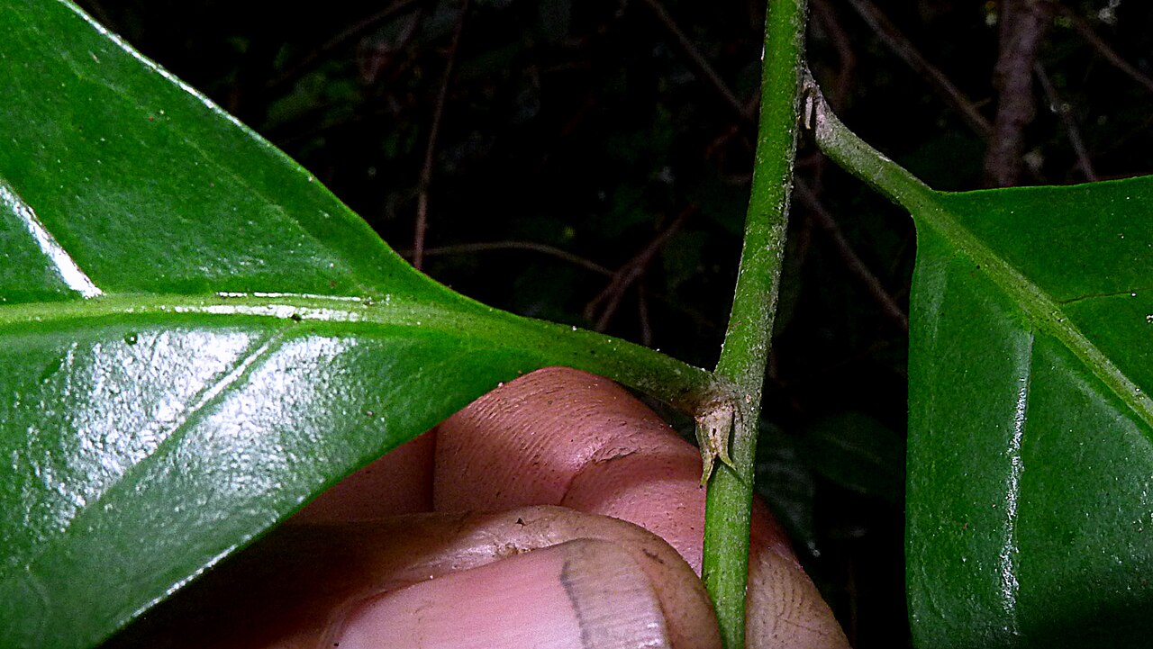 Niguita: Tournefortia bicolor Sw.