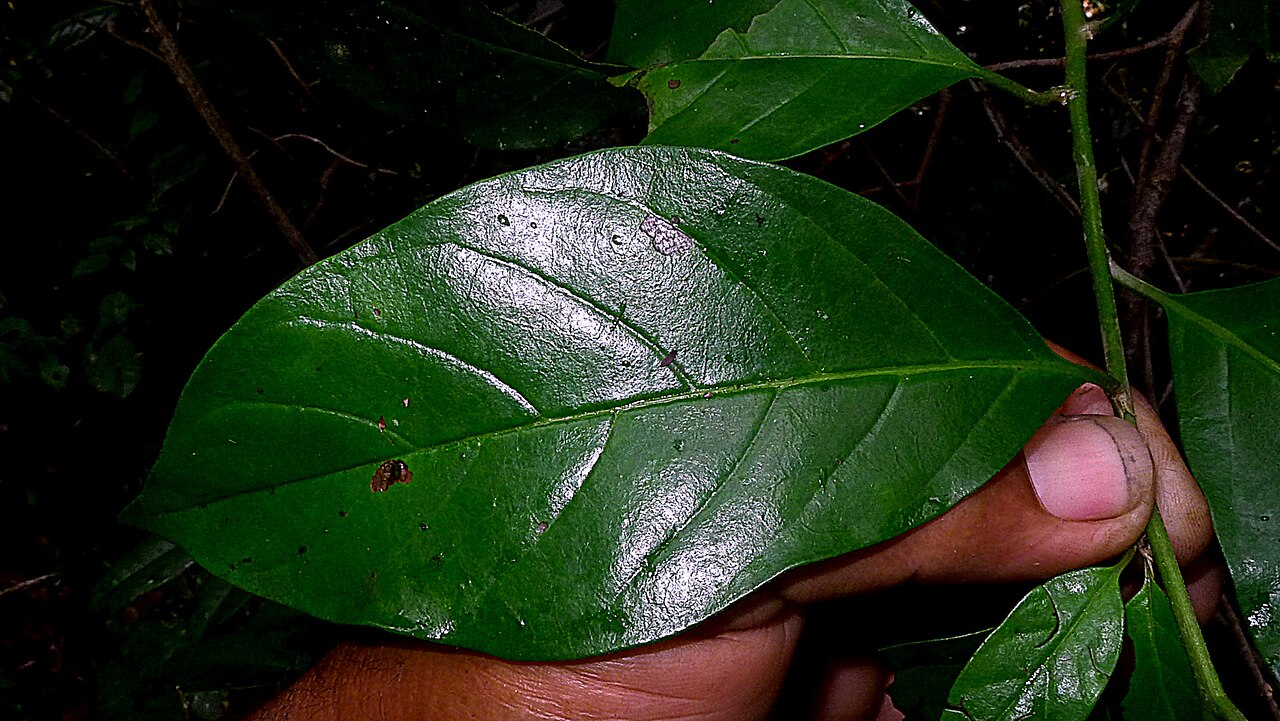 Niguita: Tournefortia bicolor Sw.
