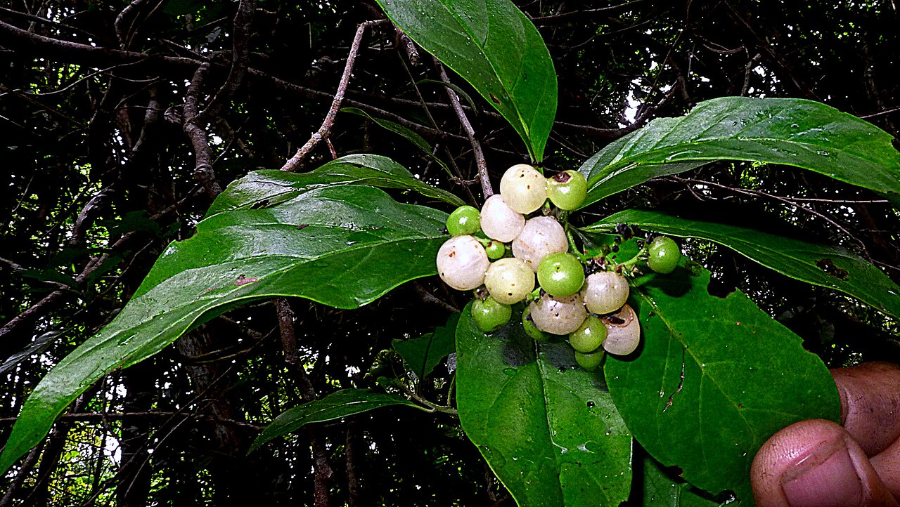 Niguita: Tournefortia bicolor Sw.