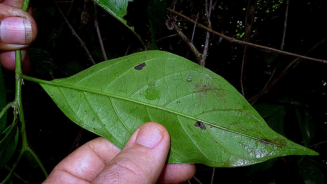 Niguita: Tournefortia bicolor Sw.