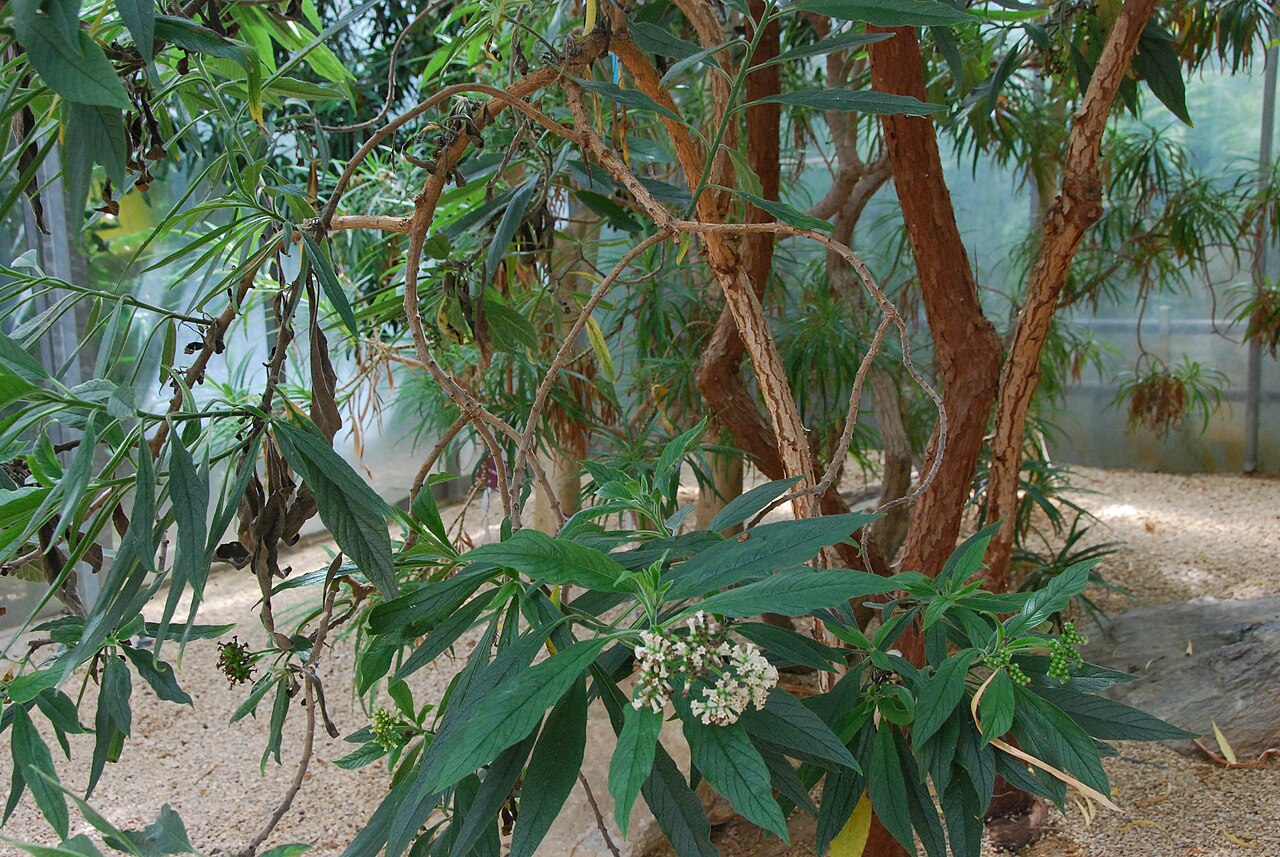 Tournefortia bojeri: L'espèce "Tournefortia bojeri" dans les serres tropicales du Conservatoire Botanique National de Brest. Photo prise lors des journées contributives au Conservat