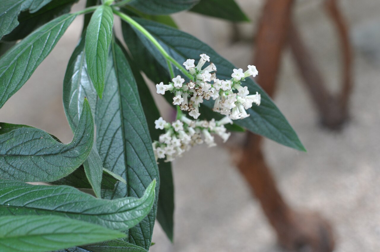 Tournefortia bojeri: Tournefortia bojeri Botanical Conservatory of Brest Native name Conservatoire botanique national de Brest Location Brest , France Coordinates 48° 24′ 10.35″ N,