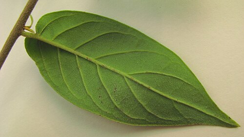 Tournefortia gardneri: Tournefortia gardneri A. DC.