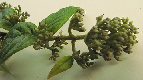 Tournefortia gardneri: Tournefortia gardneri A. DC.