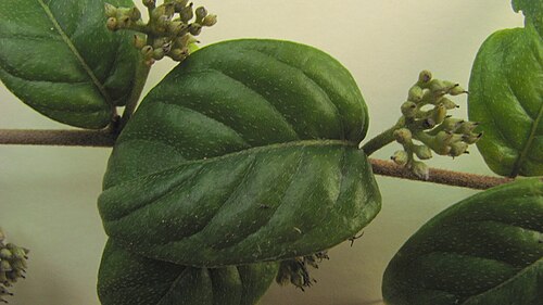 Tournefortia gardneri: Tournefortia gardneri A. DC.