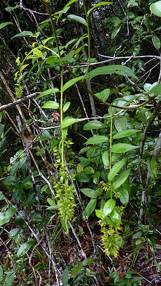 Tournefortia gardneri: Tournefortia gardneri A. DC.