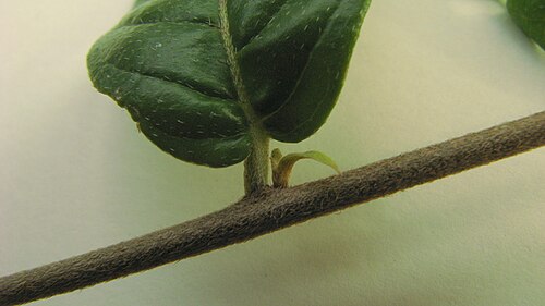 Tournefortia gardneri: Tournefortia gardneri A. DC.