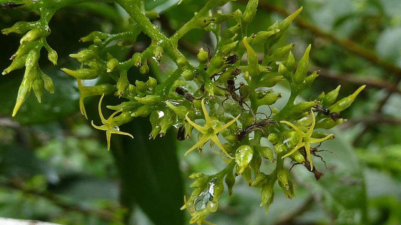 Tournefortia gardneri: Tournefortia gardneri A. DC.