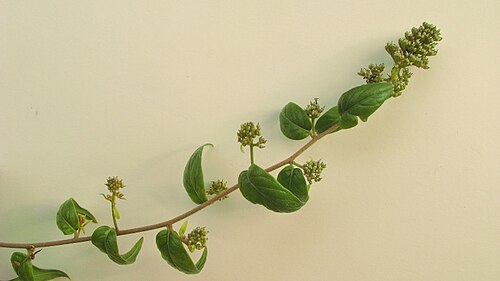 Tournefortia gardneri: Tournefortia gardneri A. DC.