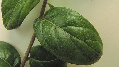 Tournefortia gardneri: Tournefortia gardneri A. DC.