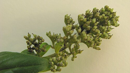 Tournefortia gardneri: Tournefortia gardneri A. DC.