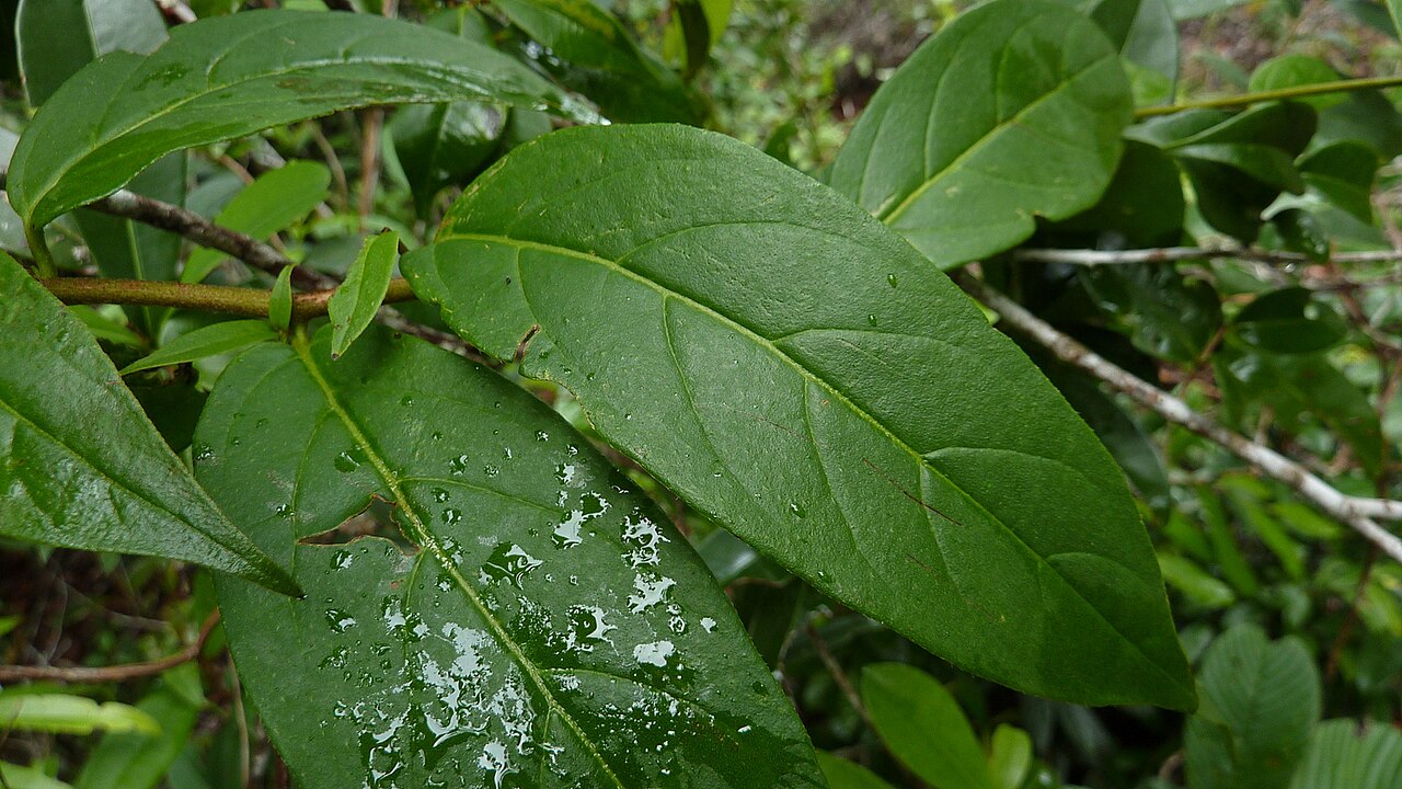 Tournefortia gardneri: Tournefortia gardneri A. DC.