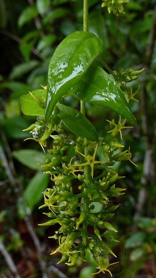 Tournefortia gardneri: Tournefortia gardneri A. DC.
