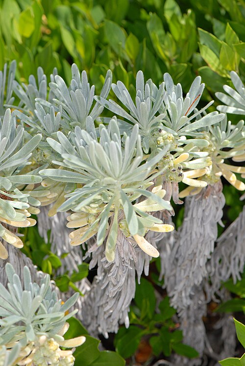 Sea rosemary: BDA: 32° 20' 15" N x 64°40' 38" W Howard Bay, Tucker's Town St. George's Parish, Bermuda 29 July 2009 Sam Fraser-Smith