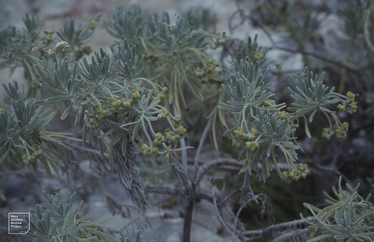 Sea rosemary: Inagua Lecture. Inagua seaside flowers