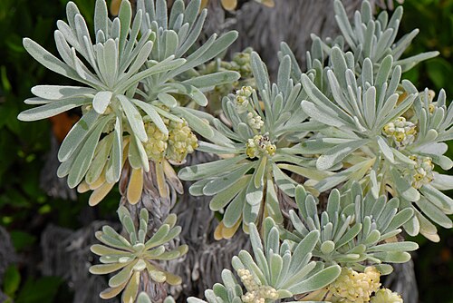 Sea rosemary: BDA: 32° 20' 15" N x 64°40' 38" W Howard Bay, Tucker's Town St. George's Parish, Bermuda 29 July 2009 Sam Fraser-Smith