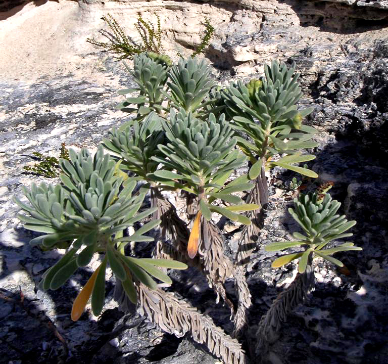 Sea rosemary: Tournefortia gnaphalodes (Linnaeus, 1759) - bay lavender/sea lavender/sea rosemary in the Bahamas. Plants are multicellular, photosynthesizing eucaryotes. Most