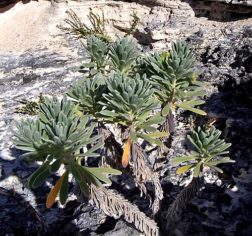 Sea rosemary: Tournefortia gnaphalodes (Linnaeus, 1759) - bay lavender/sea lavender/sea rosemary in the Bahamas. Plants are multicellular, photosynthesizing eucaryotes. Most