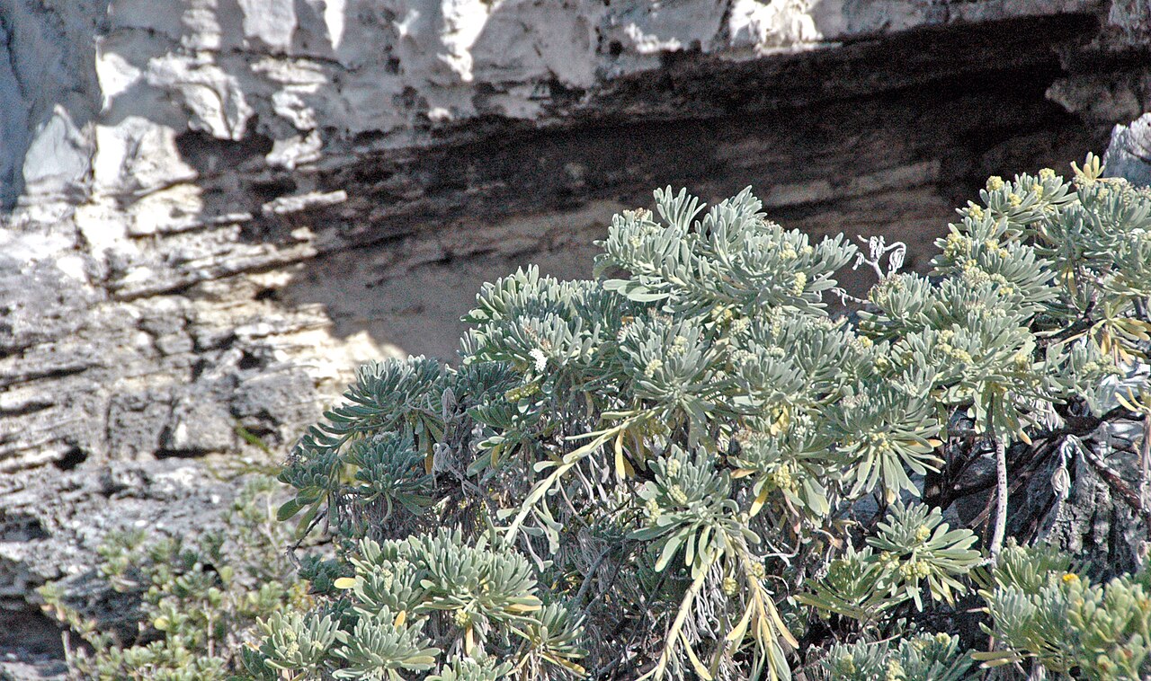 Sea rosemary: Tournefortia gnaphalodes (Linnaeus, 1759) - bay lavender/sea lavender/sea rosemary in the Bahamas. Plants are multicellular, photosynthesizing eucaryotes. Most