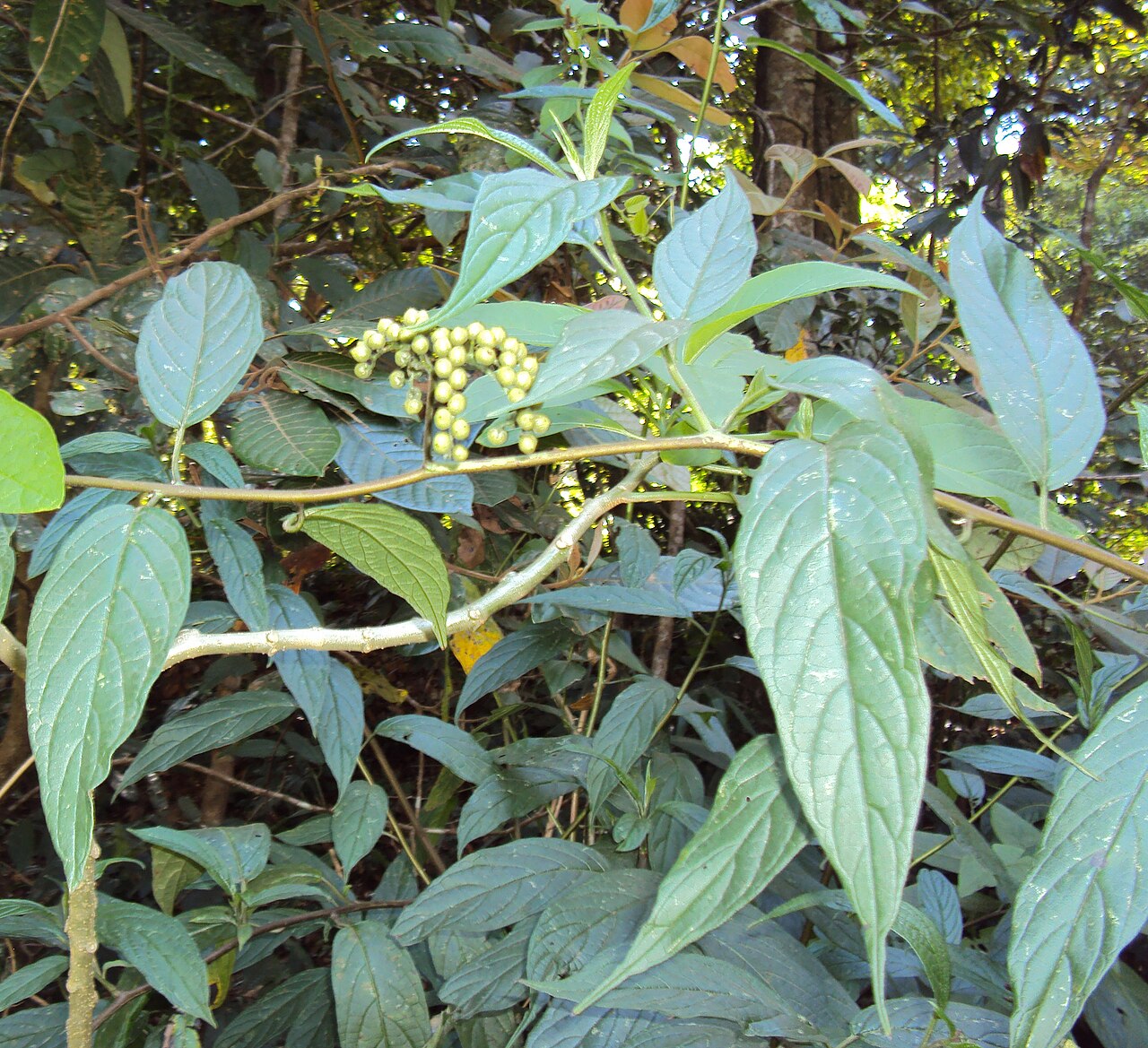 Tournefortia heyneana: Tournefortia heyneana