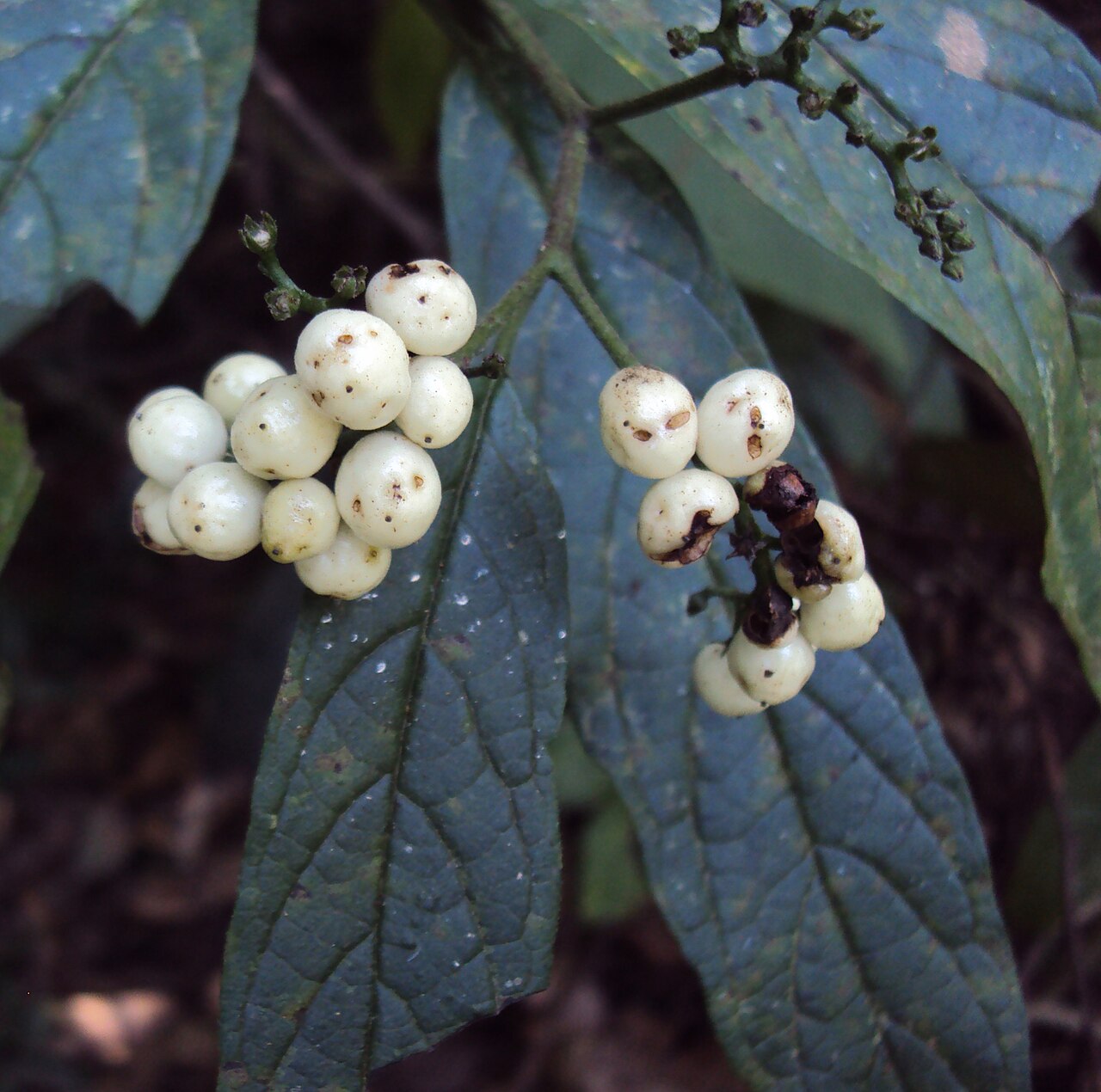 Tournefortia heyneana: Tournefortia heyneana