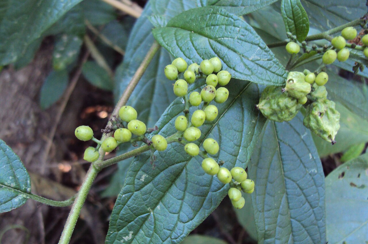 Tournefortia heyneana: Tournefortia heyneana