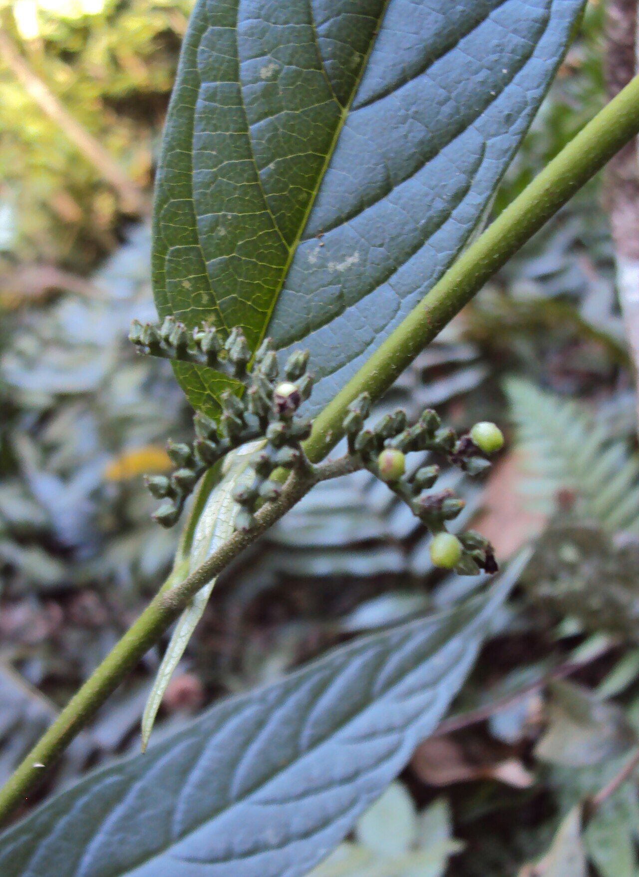 Tournefortia heyneana: Tournefortia heyneana
