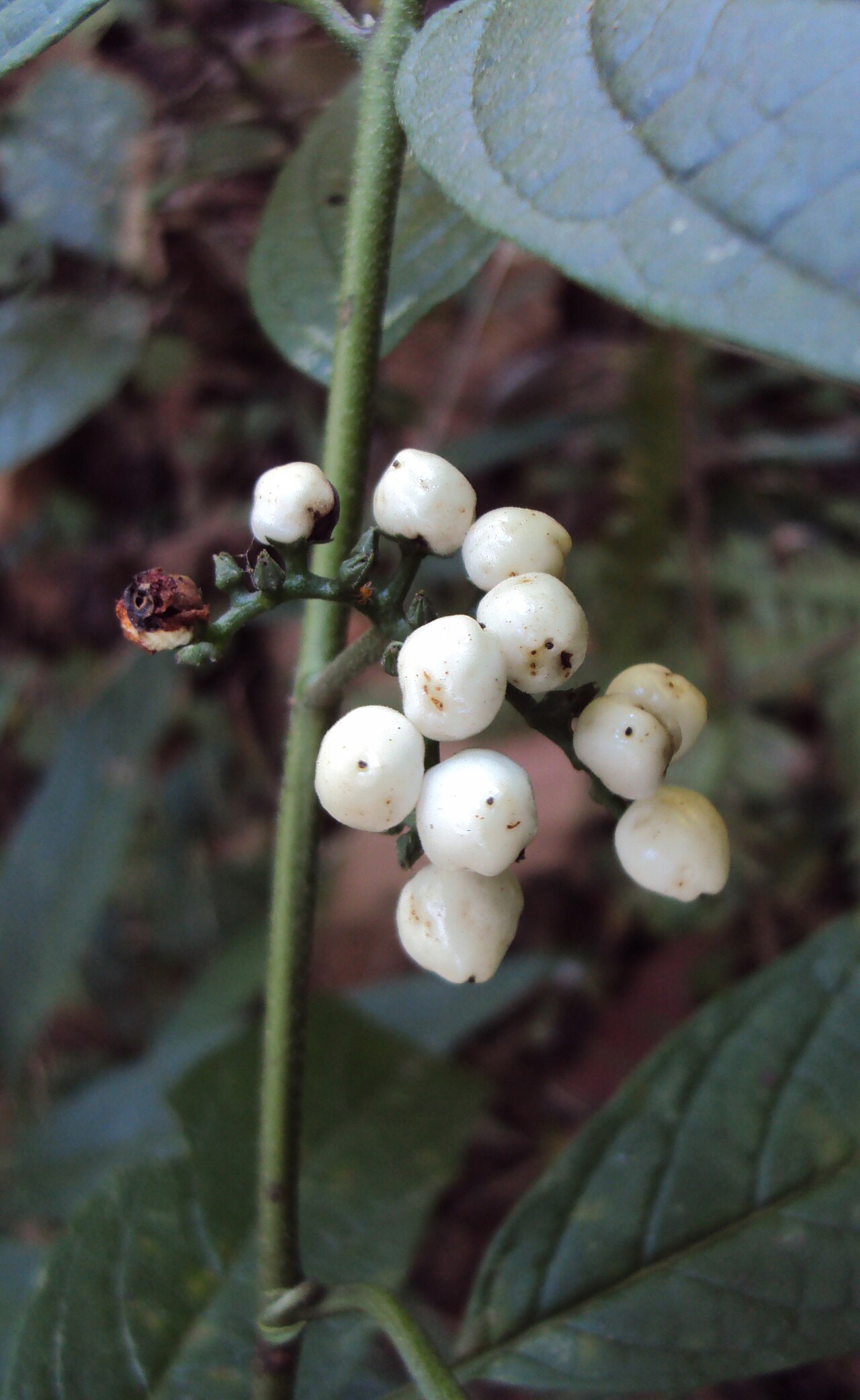 Tournefortia heyneana: Tournefortia heyneana