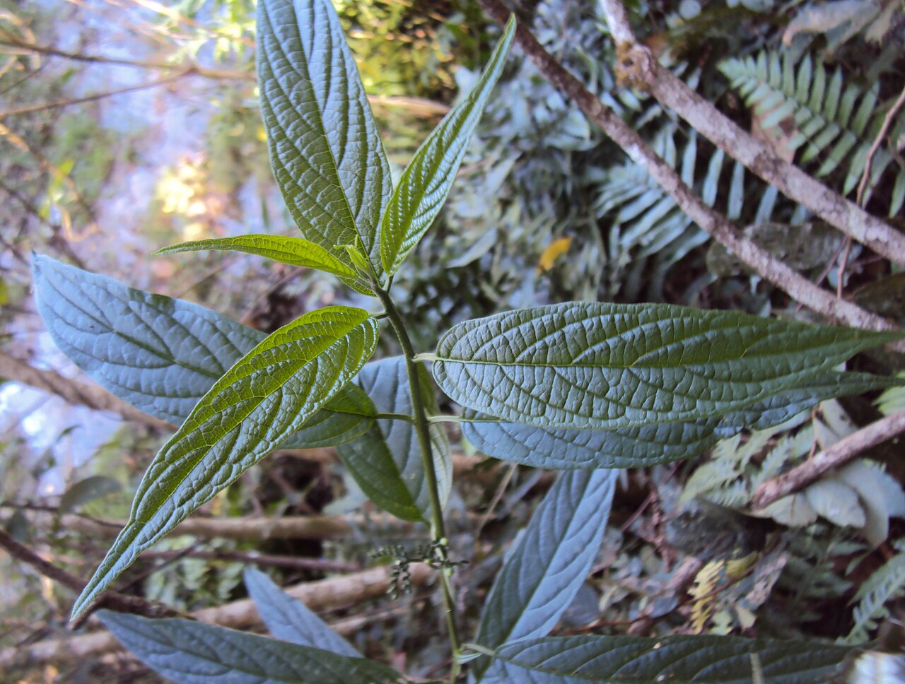 Tournefortia heyneana: Tournefortia heyneana