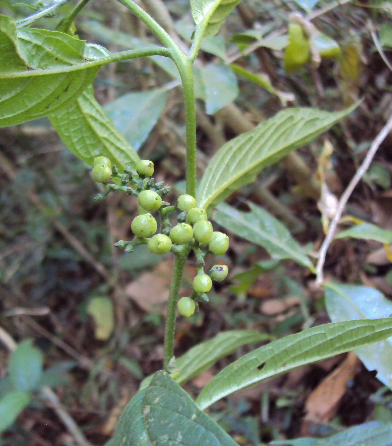 Tournefortia heyneana: Tournefortia heyneana